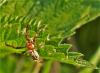 Larinioides sp.